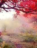 Wer, zwischen 50/65 Jahren w/m möchte mit mir kleine Wanderungen zu unternehmen ? in 86154