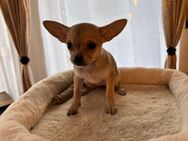 Chihuahua Welpen zum reservieren - Oberkrämer