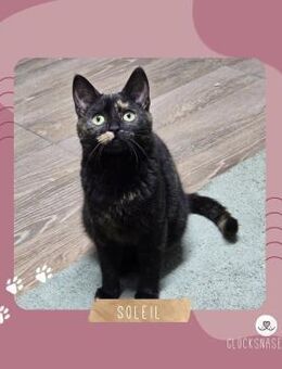 Kätzchen Soleil schmust gern - Lalendorf