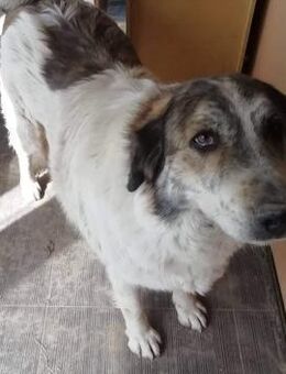 DIVA, menschenbezogene Hündin sucht Heim - Aerzen