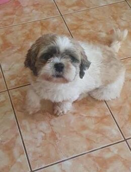 ❤️ Shih Tzu-Mix Lulu sucht Körbchen ❤️ - Overath