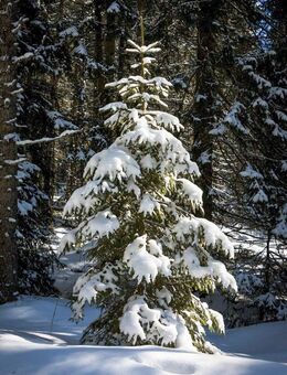 Naturpark Elbhöhen-Wendland: Komfortables Holzhaus am Wald zu verkaufen - Tosterglope