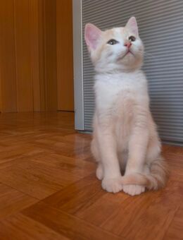 Letztes BKH Mix Kitten sucht noch ein schönes Zuhause. - Linnich