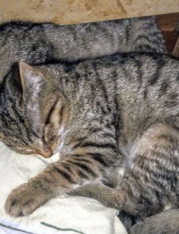 Maincoon-russischblau Hauskatze Mix, ein Katerchen und ein Kätzchen - Hamburg