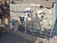 Finn, Barney, Amal, Minou Welpen - Ludwigshafen (Rhein)