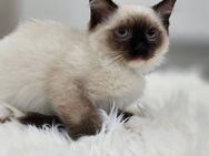 Ragdoll Kitten abgabebereit - Rülzheim