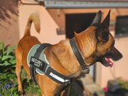 Malinois Deckrüde - Wuppertal