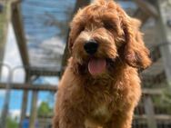 Labradoodle F3 Multigen Doodle Welpen Labrador x Pudel - Emmerich (Rhein) Zentrum