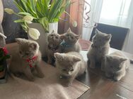 Lilac britisch Kurzhaar Kitten - Altensteig