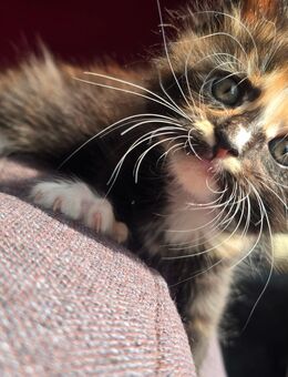 Maine coon Kitten - Pirmasens Zentrum