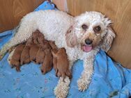 Süsse apricot Cavapoo Welpen - Wanfried Zentrum