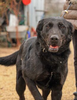 Cody-Va charmanter Mann - Neustadt (Rübenberge)