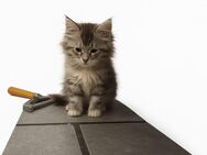 Reinrassige Maine Coon Kitten - Herzogenrath