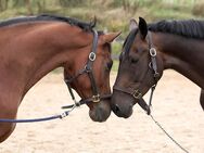 Profi-Reitanlage mit 40er Halle und 60er Platz zu verkaufen - Delmenhorst