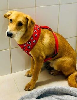 🆘🐾Sanfter Junghund Athos🐾🆘 - Eislingen (Fils)