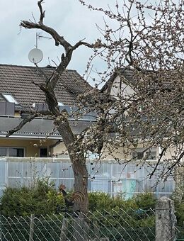 Super Renditeobjekt mit Ausbaupotenzial in Wetter (Photovoltaik, BKW, Stromspeicher schon vorhanden) - Wetter (Hessen)