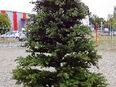 Künstlicher Weihnachtsbaum mit Ständer - 2,70 m Höhe - wie echt! in 56751