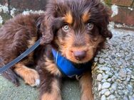 Aussiedoodle Welpe - Aurich