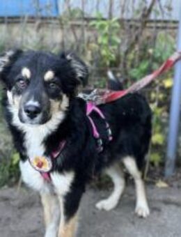 Zuhause gesucht für Matz - München