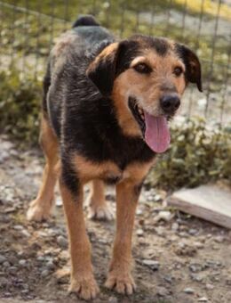 Babaluji 💗 treuer+ehrlicher Fellfreund - Hamburg