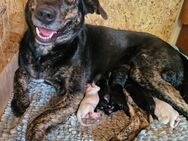 Süße Hunde Welpen - Wolpertswende