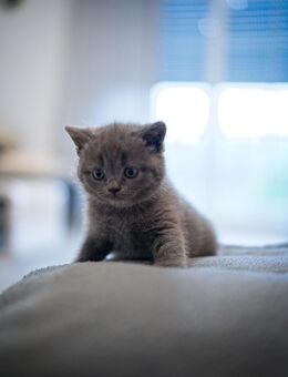 BKH Kitten - Wenden