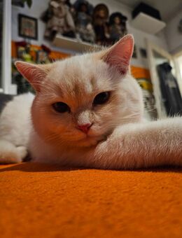 BKH Kitten Kater geimpft - Backnang