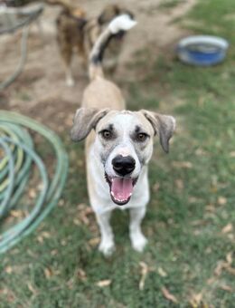 Prince - Freundlicher Rüde sucht Zuhause - Berlin