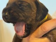 BGS Welpen - Bayrischer Gebirgsschweißhund - gewölft am 05.06.2025 - Diemelsee