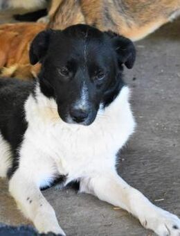 Kenji sucht noch immer - Bochum