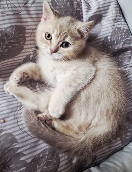 Reinrassige British Kurzhaar Katzenbabys suchen liebevolles Zuhause - Erfurt