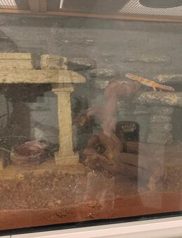 Leopardgeckos mit Zubehör - Marktoberdorf