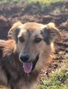 Matheo - bildschön mit viel Potenzial - Mettmann