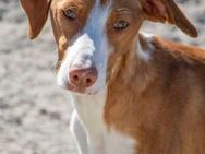 Vincent - Süßer und liebevoller Podenco - Bad Camberg