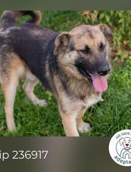 Chip 236917: sucht ein Zuhause - Kirchzell