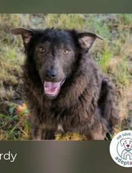 Hardy: Sucht seine Menschen - Kirchzell