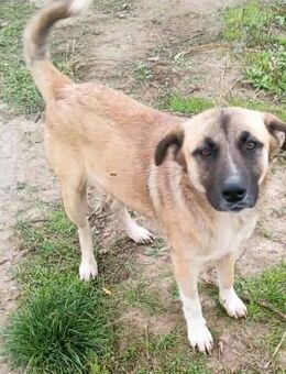 Harvey jung - hübsch und super lieb - Overath