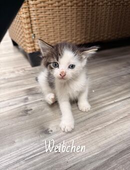Kitten in liebevolle Hände zu vermitteln - Merzig