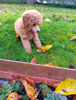 Zwergpudel Welpe Apricot abzugeben - Kassel