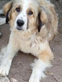 Nutella - etwas zu hell für ihren Namen - Mettmann