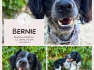 Bernie - Ein Sonnenschein mit Schlappohr - Brühl (Nordrhein-Westfalen)