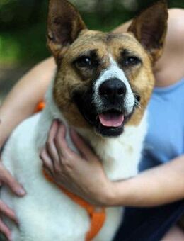 Tolle Jenny sucht liebevolles Zuhause - Duisburg