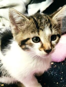 Liebenswertes Kitten 12 Wochen alt - Abgabe sofort - Leutkirch (Allgäu)