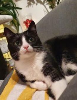 Pepper sucht ein zauberhaftes Heim - Berlin