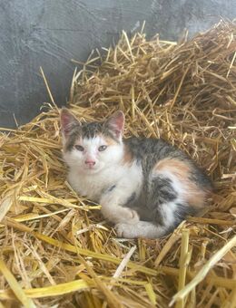 Bauernhofkatze - Erfde