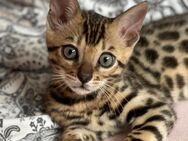 Bengal Kitten Katzenbabys Kitten Stammbaum - Hamburg Bergedorf
