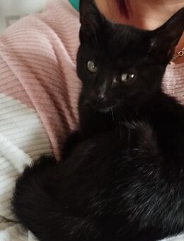 Noch 1 süße Babykatze sucht liebevolles zu Hause - Freystadt