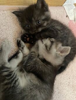 Drei wunderschöne BKH Perser Kitten suchen ein Zuhause - Großeibstadt