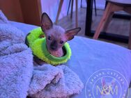 Canadian Sphynx Kitten Babys mit Stammbaum - Laupheim