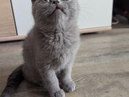 BKH Kitten Kater abzugeben (0) - Duisburg